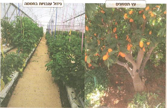 (בספר איור של נוגה ושביט משוחחים)